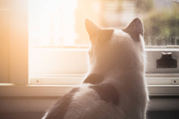 A black and white cat looking out window with warm light