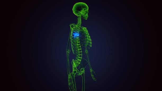 istock 3d render of human skeleton thoracic vertebrae bone anatomy 1273264968