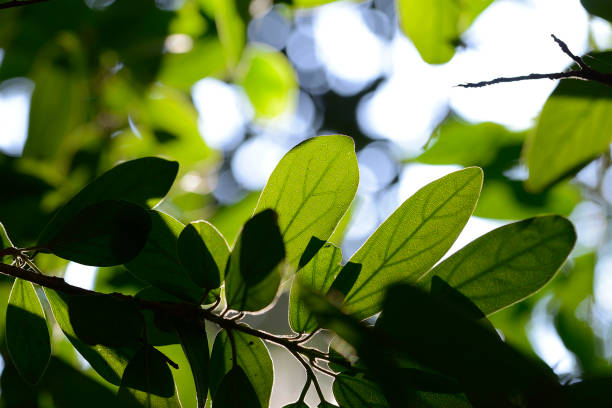 istock Sun light passing through the green leaves 1273266028