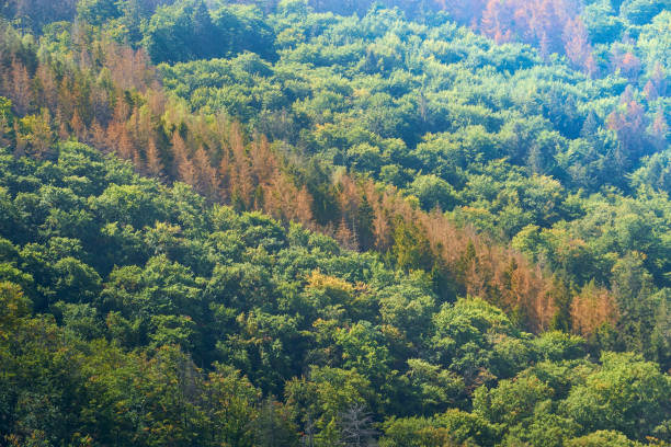 Dead brown spruces in a diagonal row between green healthy deciduous trees on a slope in the Harz Mountains