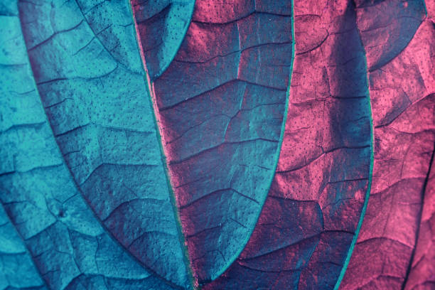 istock Close up Beautiful abstract leaf in neon light. Minimalism modern style concept. Background pattern for design. Macro photography view. 1273269417