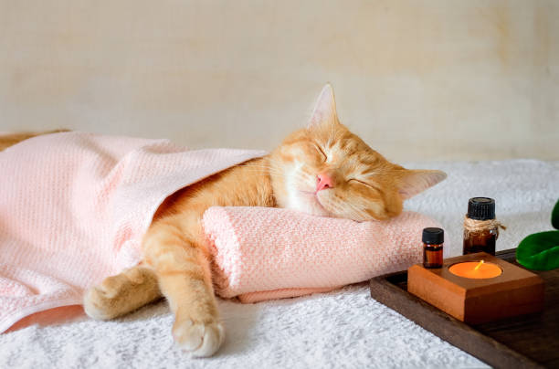 un gatto che dorme su un lettino da massaggio mentre fa trattamenti termali - aromaterapia foto e immagini stock