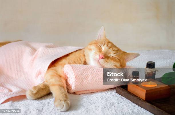A Cat Sleeping On A Massage Table While Taking Spa Treatments Stock Photo - Download Image Now