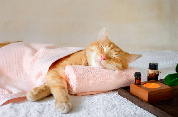 a cat sleeping on a massage table while taking spa treatments - bichos mimados imagens e fotografias de stock