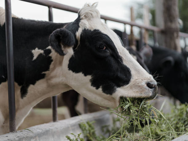 mucca con macchie bianche con mangiare nero - il formaggio di coltivatore foto e immagini stock