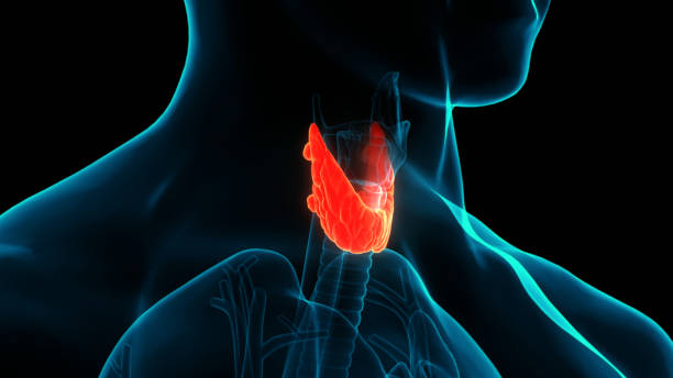 istock Human Body Glands Thyroid Gland Anatomy 1273270736