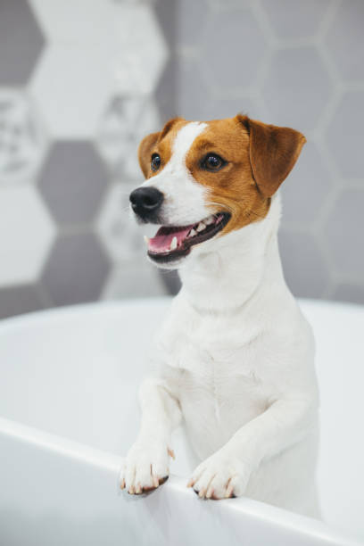 istock Cute puppy Jack Russell Terrier in a bathroom waiting for a bathing. 1273272115