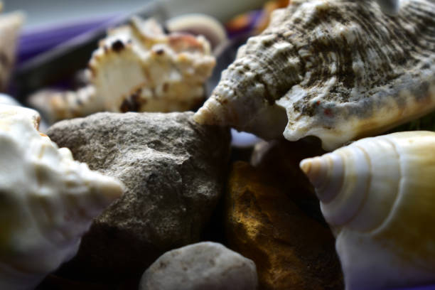 istock sea shells are in a pile 1273273449