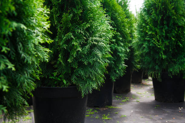 istock Saplings coniferous trees in pots in plant nursery 1273275982
