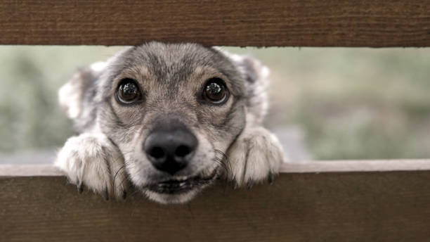 istock puppy with sad eyes 1273276175