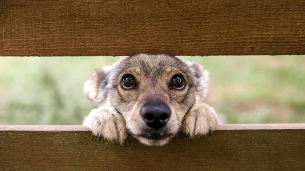 istock puppy with sad eyes 1273276179