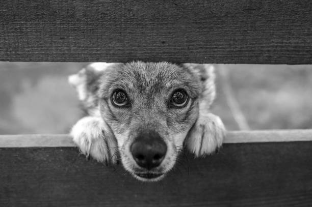Unhappy puppy with sad eyes portrait