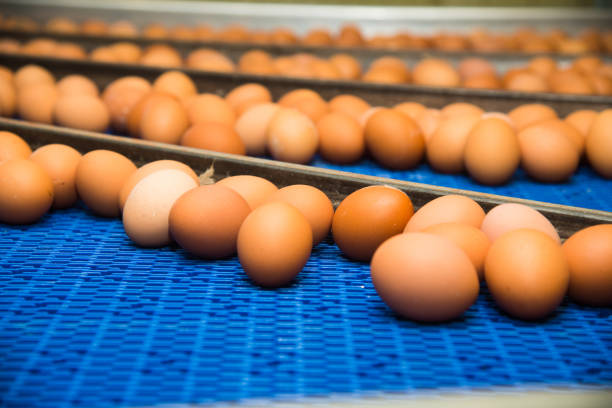istock Poultry farm. Modern farming. Fresh brown eggs on a transportation line 1273276453