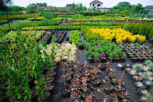 istock Many different young plants in pots in a nursery garden 1273277845