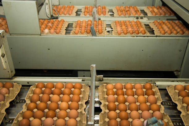 istock Poultry farm. Modern farming. Fresh brown eggs on a transportation line 1273278477