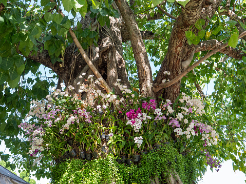 Pink orchids attached on tropical tree in Bangkok, Thailand