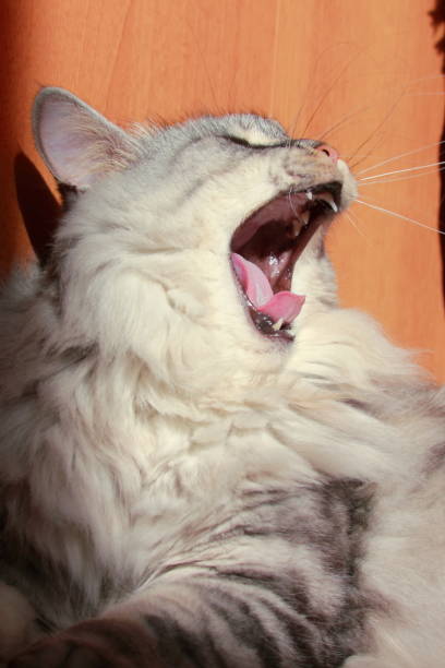 istock Portrait of a yawning fluffy cat 1273278772