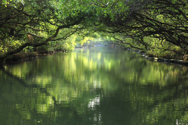istock Tainan Four Grass Mangrove Forest Green Tunnel 1273279192