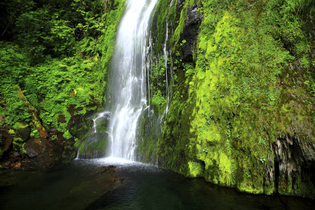A rushing waterfall in Quinault rainforest, Olympic National Park.