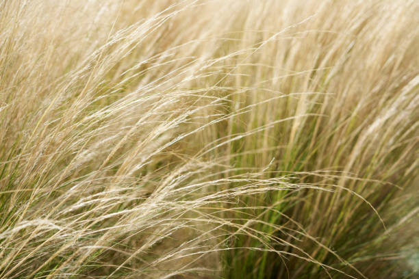 istock Selective soft focus of dry golden grass 1273280804