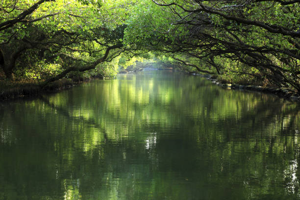 istock Tainan Four Grass Mangrove Forest Green Tunnel 1273280967