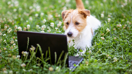 Smart happy obedient jack russell terrier puppy looking to a laptop in the grass ith flowers. Pet training concept, web banner.