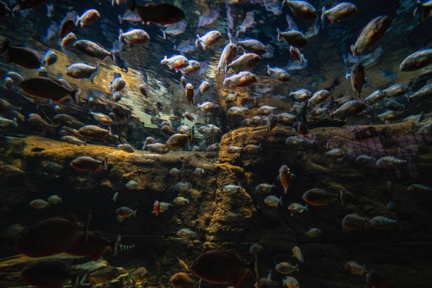 istock Large group or bunch of fish packed underwater raises concern for ecosystem sustainability as the flock lacks of living space 1273282946