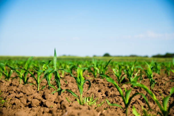 istock Rows of young, freshly germinated corn plants 1273283104