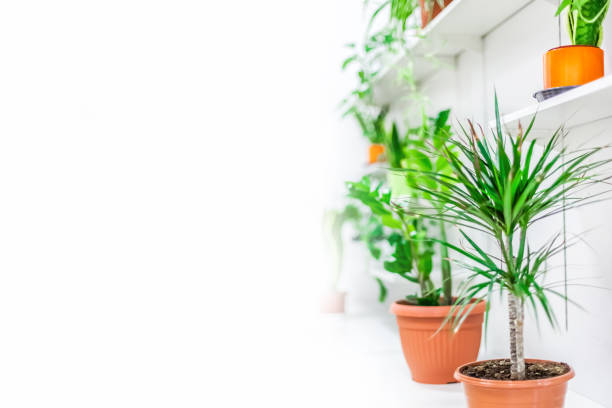istock Green plants home decoration on white background 1273283370