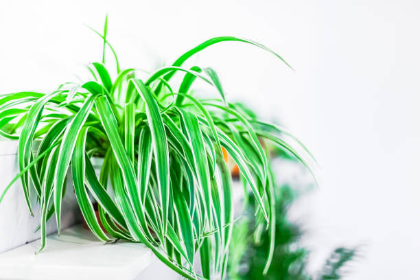 istock Green plants home decoration on white background 1273283500
