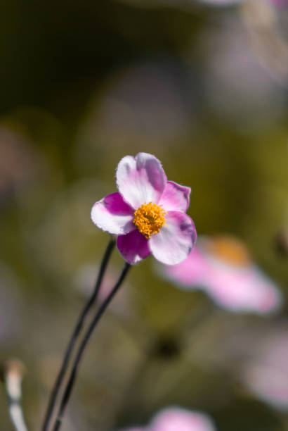 istock Pink Yellow Flower in Nature 1273283666
