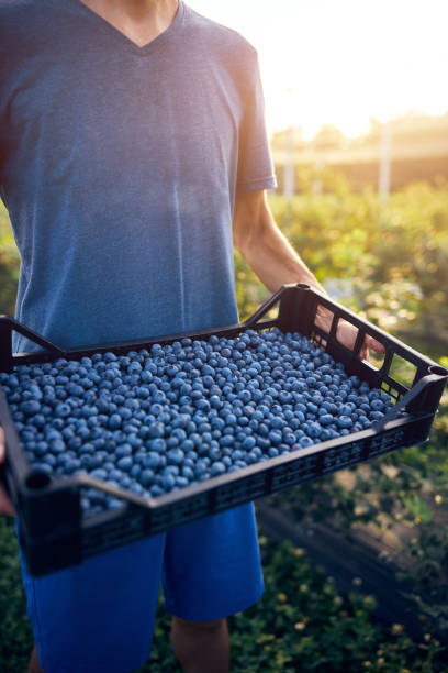 istock Farmer working and picking blueberries on a organic farm - modern business concept. 1273283820