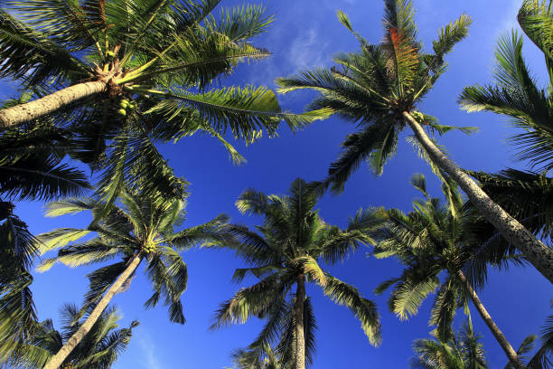 istock Taiwan Pingtung Linluo Village Coconut Tree Garden 1273284746