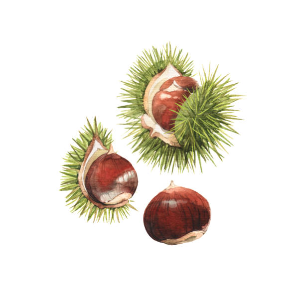 ilustrações de stock, clip art, desenhos animados e ícones de detailed watercolour illustrations of chestnuts - chestnut