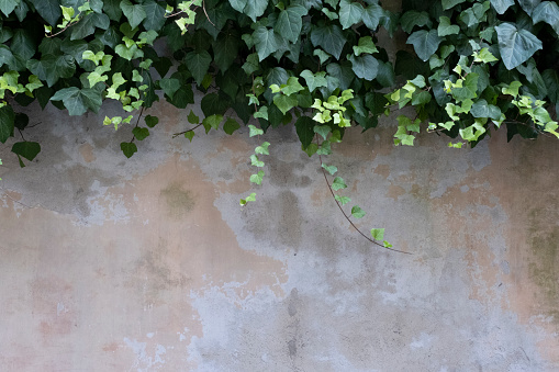 Japanese creeper, Boston ivy, Grape ivy, Japanese ivy, and woodbine (Parthenocissus tricuspidata) on a house wall.