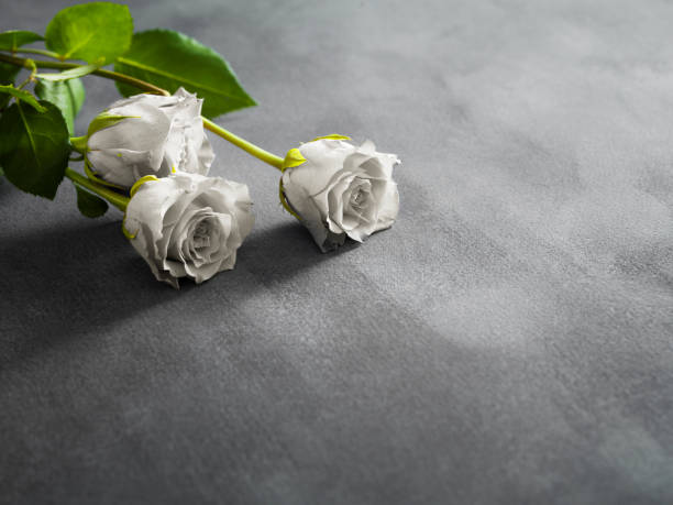 Beautiful white roses on a grey stone background. Funeral symbol