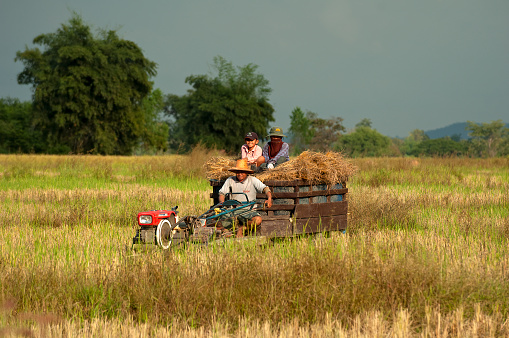 Kalasin thailand 2005-11-13 Farmer with family goes with a small tractor and collects freshly harvested rice in Thailand's countryside