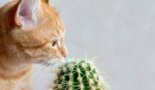 Domestic cat sniffs a cactus in a pot. Concept of pets curiosity