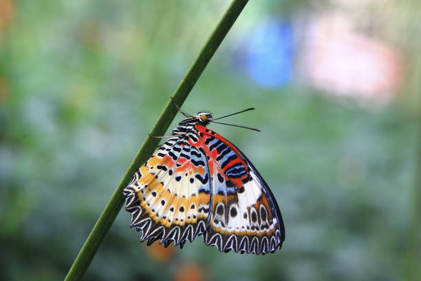 istock Black-end leopard butterfly female butterfly 1273286390