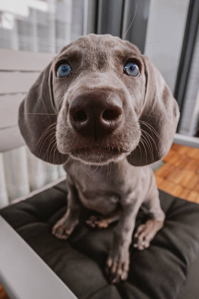 istock puppy weimaraner dog, looking at camera, with a wide angle 1273286495