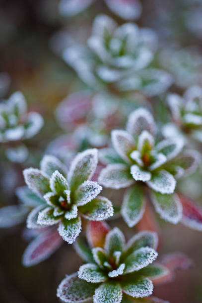 istock Frost cold winter morning tradition 1273286710