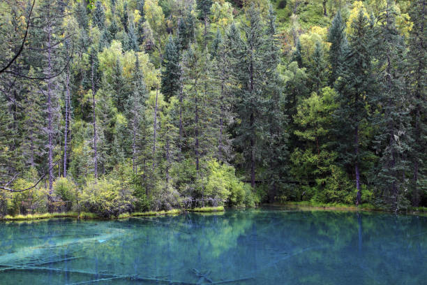 istock Sichuan Jiuzhaigou Immortal Pool Qinglong Sea 1273287531