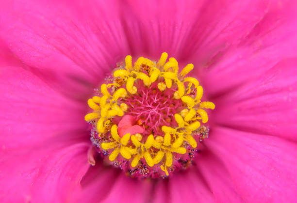 Pink flower pollen in nature on background wallpaper