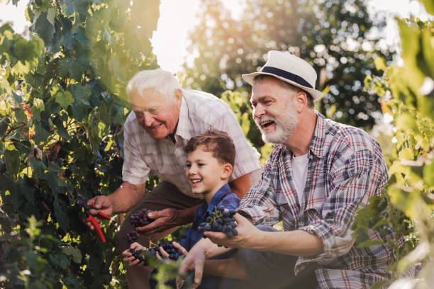 幸せな先輩は彼の息子と孫とブドウを摘んでいます - family grape ストックフォトと画像