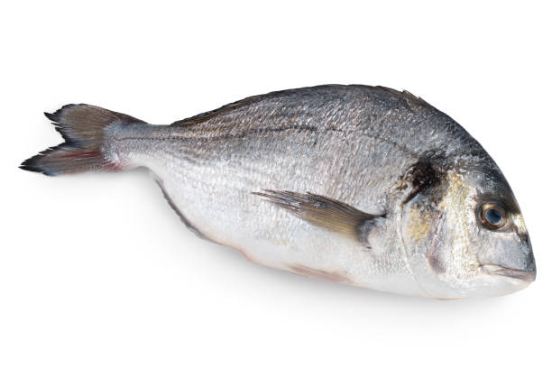 istock Fish dorado isolated on white background with clipping path and full depth of field. 1273288183