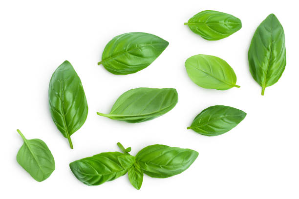 istock Fresh basil leaf isolated on white background with clipping path and full depth of field. Top view with copy space for your text. Flat lay 1273288185