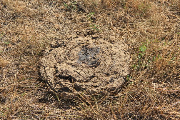 istock Dried cow cakes in the grass on the meadow 1273289364