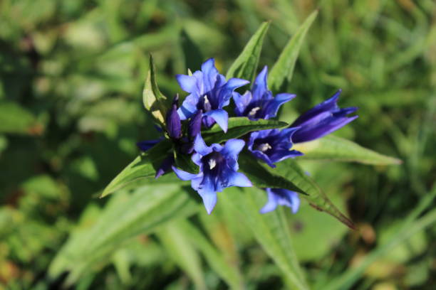 istock Genziana Flowers 1273292868