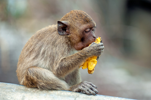 little monkey eats on a banana in thailand  - huahin