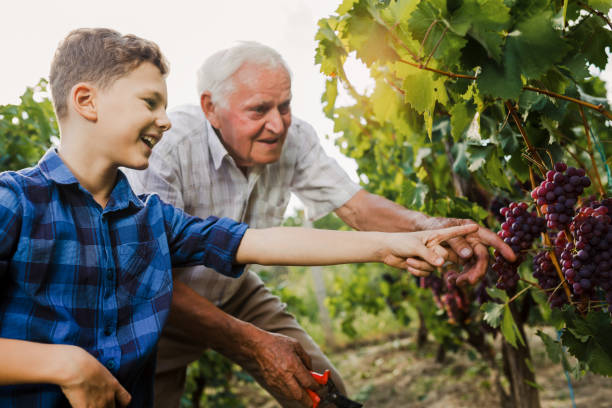 szczęśliwy senior zbiera winogrona ze swoim wnukiem - senior adult caucasian farmer grape harvesting zdjęcia i obrazy z banku zdjęć